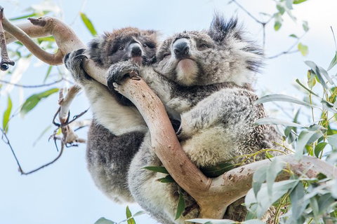 Adelaide To Melbourne 3-Day Trip Through Grampians And Great Ocean Road - Holiday Adelaide 1