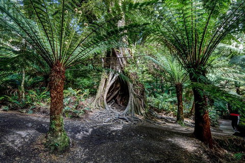 Adelaide To Melbourne 3-Day Trip Through Grampians And Great Ocean Road - Holiday Adelaide 4