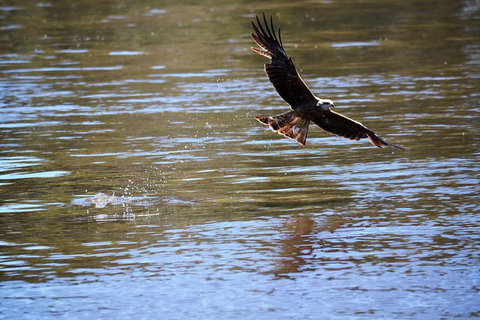 4 Knots Murray River Cruises Offer Morning And Afternoon Tea And Lunch Cruises - Holiday Adelaide 1