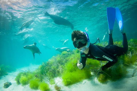 Half-Day Sea Lion Snorkeling Tour From Port Lincoln - Holiday Adelaide 0