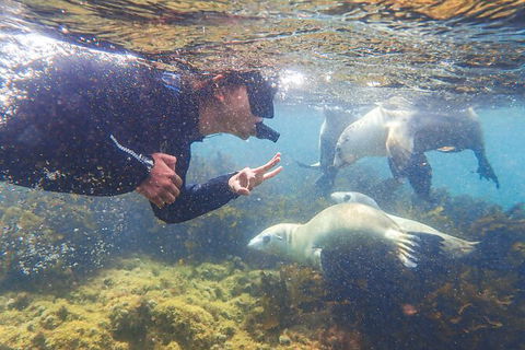 Half-Day Sea Lion Snorkeling Tour From Port Lincoln - Holiday Adelaide 8