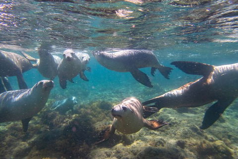 Half-Day Sea Lion Snorkeling Tour From Port Lincoln - Holiday Adelaide 2
