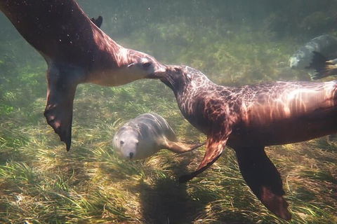 Half-Day Sea Lion Snorkeling Tour From Port Lincoln - Holiday Adelaide 6