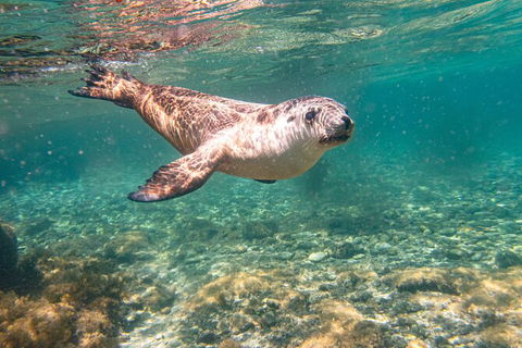 Half-Day Sea Lion Snorkeling Tour From Port Lincoln - Holiday Adelaide 4