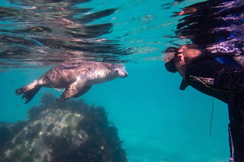Half-Day Sea Lion Snorkeling Tour From Port Lincoln - Holiday Adelaide 5