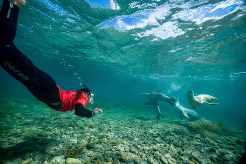 Half-Day Sea Lion Snorkeling Tour From Port Lincoln - Holiday Adelaide 1