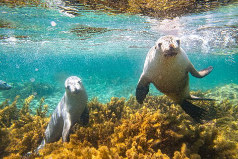 Half-Day Sea Lion Snorkeling Tour From Port Lincoln - Holiday Adelaide 7