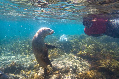 Half-Day Sea Lion Snorkeling Tour From Port Lincoln - Holiday Adelaide 3