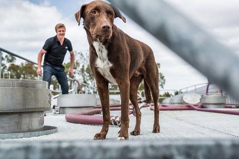 The Ultimate Shottesbrooke Wine & Food Experience - Holiday Adelaide 6