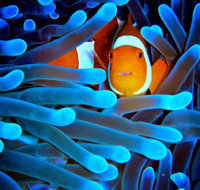 5-Day Best of Cairns with Daintree Kuranda and Great Barrier Reef