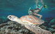 Great Barrier Reef Sailing And Snorkeling Cruise From Port Douglas - thumb 5