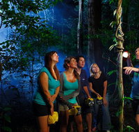 Daintree Rainforest Night Walk from Cape Tribulation