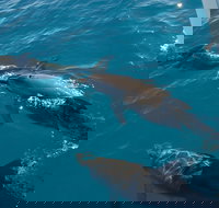 Fraser Island  Dolphin Sailing Adventure - Holiday Adelaide