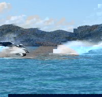 Whitsundays Whale Watching Cruise from Airlie Beach - Holiday Adelaide