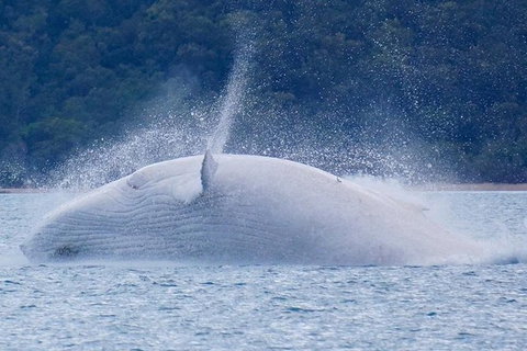 Whitsundays Whale Watching Cruise From Airlie Beach - Holiday Adelaide 1