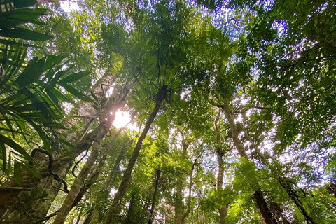 Springbrook Full Day Tour - Holiday Adelaide 11