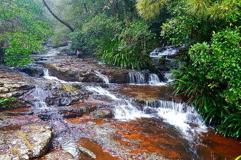 Springbrook Full Day Tour - Holiday Adelaide 13