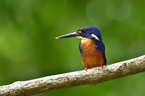 Daintree River Dawn Cruise - Holiday Adelaide 0