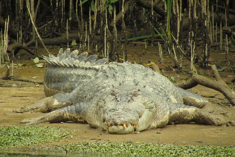 Daintree River Dawn Cruise - Holiday Adelaide 1