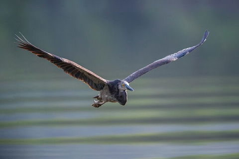 Daintree River Dawn Cruise - Holiday Adelaide 10