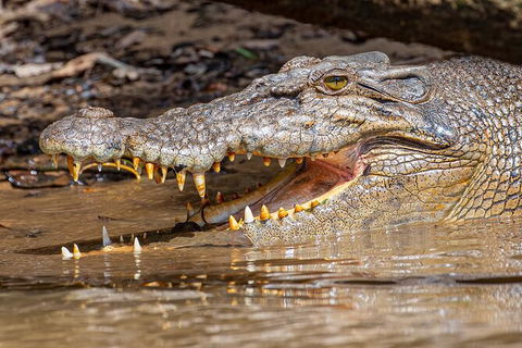 Daintree River Dawn Cruise - Holiday Adelaide 15