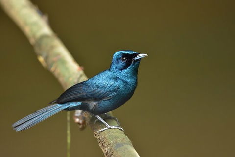Daintree River Dawn Cruise - Holiday Adelaide 11