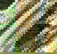 Rainforest  Waterfalls Extravaganza - Holiday Adelaide