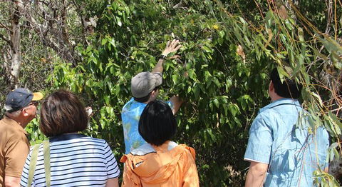 Magnetic Island Tour: Maggie Comprehensive - Holiday Adelaide 6