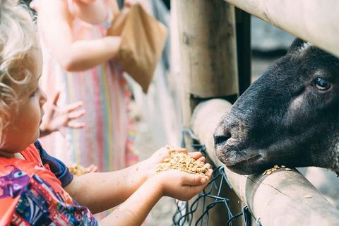 Tropical Fruit World With Wildlife Boat Cruise From Gold Coast - Holiday Adelaide 12