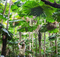 Cape Tribulation Daintree Rainforest and Wildlife Tour