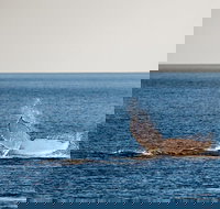 Whale Watching Ocean Tour