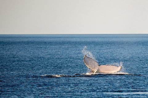 Whale Watching Ocean Tour - Holiday Adelaide 0