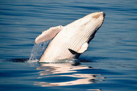 Whale Watching Ocean Tour - Holiday Adelaide 1