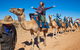 Alice Springs Camel Tour - thumb 7
