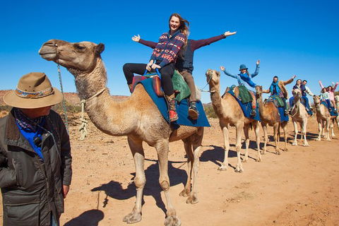 Alice Springs Camel Tour - Holiday Adelaide 7