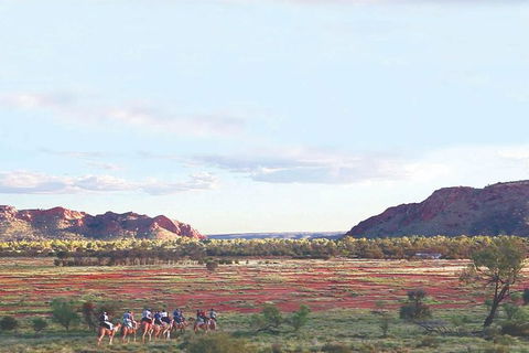 Alice Springs Camel Tour - Holiday Adelaide 3