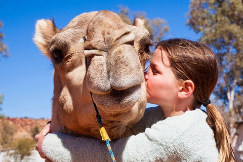 Alice Springs Camel Tour - Holiday Adelaide 2