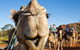 Alice Springs Camel Tour - thumb 10