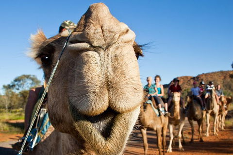 Alice Springs Camel Tour - Holiday Adelaide 10