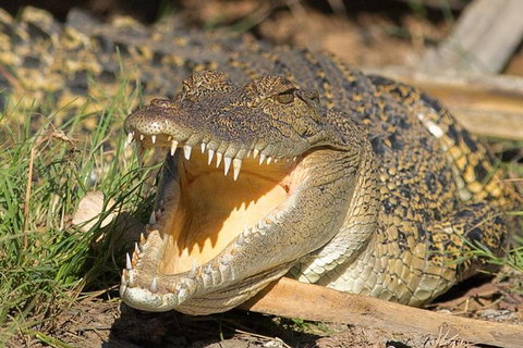 1 Day Corroboree Billabong Wetland Experience Including 2.5 Hour Cruise + Lunch - Holiday Adelaide 1