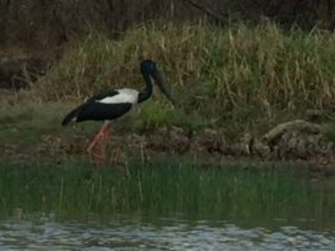 1 Day Corroboree Billabong Wetland Experience Including 2.5 Hour Cruise + Lunch - Holiday Adelaide 3