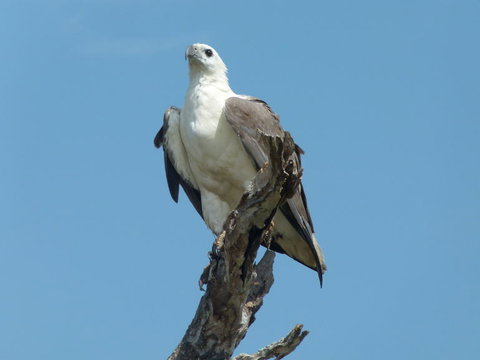 1 Day Corroboree Billabong Wetland Experience Including 2.5 Hour Cruise + Lunch - Holiday Adelaide 2