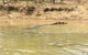 1 Day Corroboree Billabong Wetland Experience Including 2.5 Hour Cruise + Lunch - thumb 5