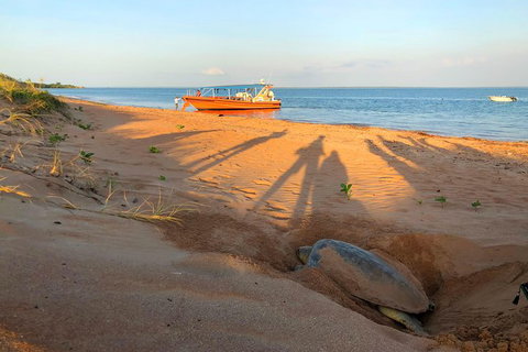 Turtle Tracks Tour To Bare Sand Island From Darwin - Holiday Adelaide 4