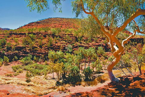 Palm Valley 4WD Tour From Alice Springs - Holiday Adelaide 6