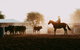 Skip-the-Line Katherine Outback Experience Show Ticket - thumb 3