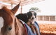Skip-the-Line Katherine Outback Experience Show Ticket - thumb 13