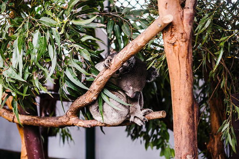 All-Inclusive Blue Mountains Day Trip With River Cruise - Holiday Adelaide 14