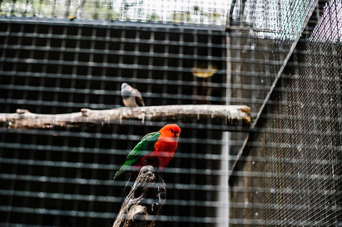 All-Inclusive Blue Mountains Day Trip With River Cruise - Holiday Adelaide 17