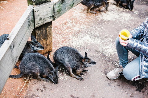 All-Inclusive Blue Mountains Day Trip With River Cruise - Holiday Adelaide 15